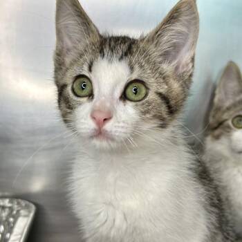 Fern -  Domestic Short Hair Cat for Adoption in Matteson, Illinois - Fern | PetCurious