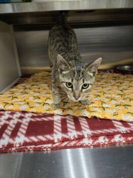 Domestic Short Hair Cats Available for Adoption - Reed | PetCurious