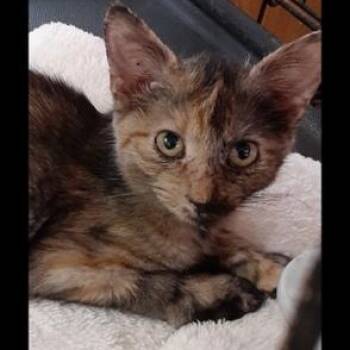 Kandice -  Domestic Short Hair Cat for Adoption in Richmond, Virginia - Kandice | PetCurious