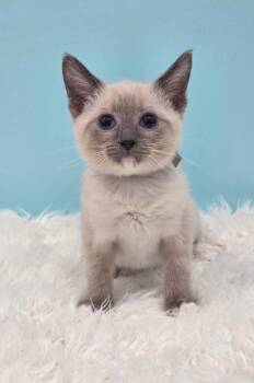 Opal -  Siamese Cat for Adoption in Lewisburg, Tennessee - Opal | PetCurious