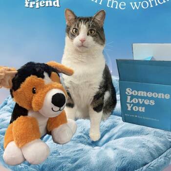 George (FIV) -  Domestic Short Hair Cat for Adoption in Cincinnati, Ohio - George (FIV) | PetCurious