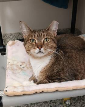 Tabby and Domestic Short Hair Cats Available for Adoption - Isabeau | PetCurious