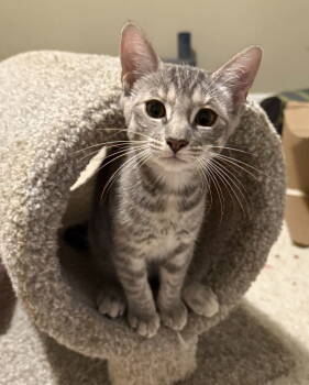 Rescue Domestic Short Hair Cats for Adoption in Naugatuck, Connecticut - Liberty | PetCurious