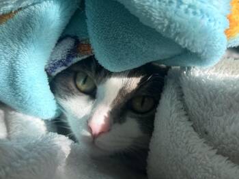 Rescue Domestic Short Hair Cats for Adoption in Highland Beach, Maryland - Lilly | PetCurious