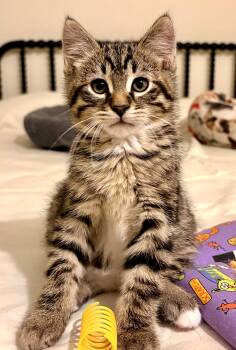 Emmett -  Domestic Medium Hair Cat for Adoption in Minneapolis, Minnesota - Emmett | PetCurious