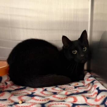 Barney -  Domestic Short Hair Cat Available for Adoption in Cody, Wyoming - Barney | PetCurious