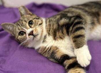 Domestic Short Hair Cats Available for Adoption - Chloe The Cuddler  | PetCurious