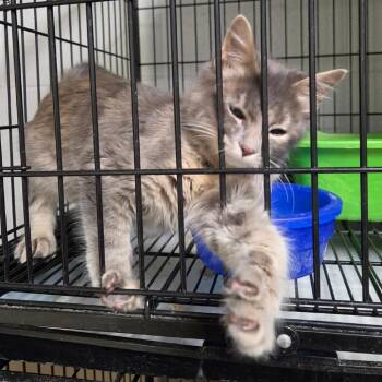 Virginia -  Domestic Short Hair Cat for Adoption in Idaho Falls, Idaho - Virginia | PetCurious