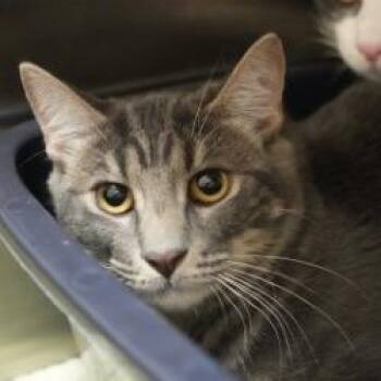 Kronk -  Domestic Short Hair Cat for Adoption in Coachella, California - Kronk | PetCurious
