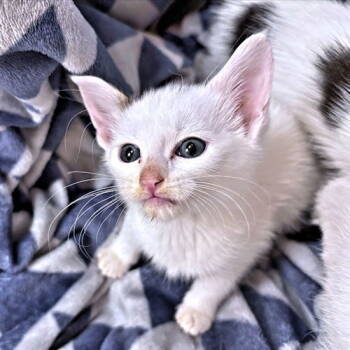 Rescue Domestic Short Hair Cats for Adoption in Rutherfordton, North Carolina - Chip | PetCurious