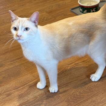 Boo -  Domestic Short Hair and Siamese Cat for Adoption in Lake Panasoffkee, Florida - Boo | PetCurious