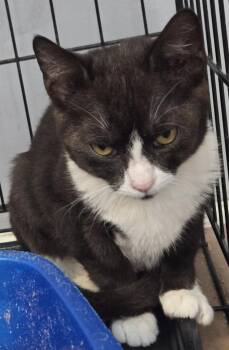 Munson -  Tuxedo Cat for Adoption in Windsor, Connecticut - Munson | PetCurious