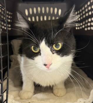 Rescue Domestic Medium Hair and Domestic Short Hair Cats for Adoption in Honolulu, Hawaii - John | PetCurious