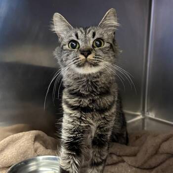 Domestic Long Hair Cats Available for Adoption in Las Vegas, Nevada - SAPPHIRE | PetCurious