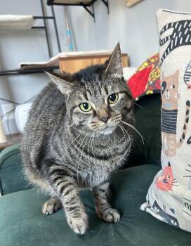 Maggie 2 -  Domestic Short Hair Cat for Adoption in Mokena, Illinois - Maggie 2 | PetCurious