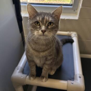 Thera -  Domestic Short Hair Cat for Adoption in Kearney, Nebraska - Thera | PetCurious