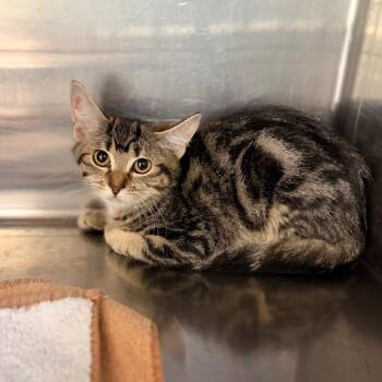 Brenda -  Domestic Short Hair Cat for Adoption in Spokane, Washington - Brenda | PetCurious