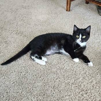Domestic Short Hair Cats Available for Adoption - Jilly | PetCurious