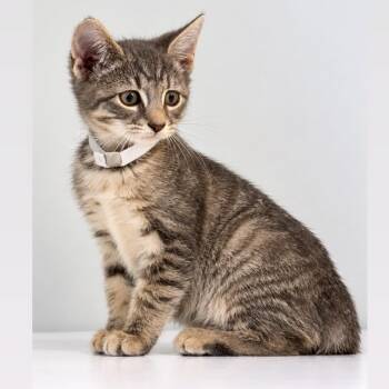 Kelly -  Domestic Short Hair Cat for Adoption in Syosset, New York - Kelly | PetCurious