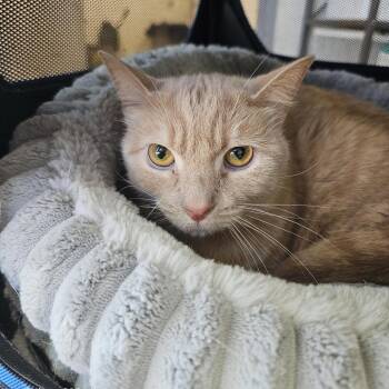 Domestic Short Hair Cats Available for Adoption in Evansville, Indiana - Teddy Bear | PetCurious