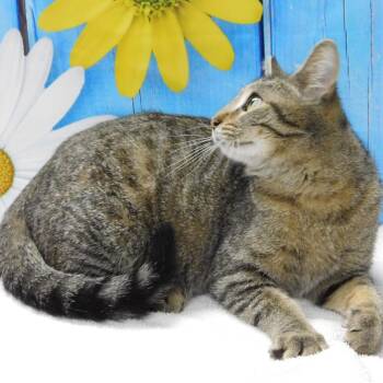 Domestic Short Hair Cats Available for Adoption in Canton, Illinois - Lizzy | PetCurious