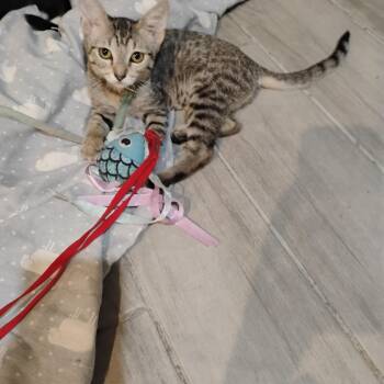 viva la vida tan tiger 2lbs -  Tiger Cat for Adoption in Phoenix, Arizona - Viva La Vida Tan Tiger 2lbs | PetCurious