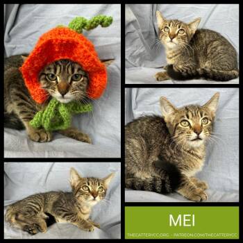 Rescue Domestic Short Hair Cats for Adoption in Corpus Christi, Texas - Mei | PetCurious