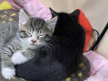 Tokitae and Cathlamet -  Domestic Short Hair Cat for Adoption in Seattle, Washington - Tokitae And Cathlamet | PetCurious