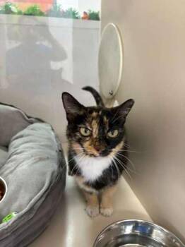 S/C Bridgette -  Domestic Short Hair Cat for Adoption in North Miami Beach, Florida - S/C Bridgette | PetCurious