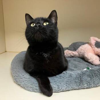 Slinky -  Domestic Short Hair Cat for Adoption in La Grange, Kentucky - Slinky | PetCurious