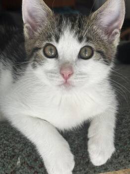 Domestic Short Hair Cats Available for Adoption - Joey | PetCurious