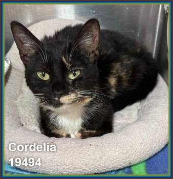 CORDELIA -  Domestic Short Hair and Calico Cat for Adoption in Marietta, Georgia - CORDELIA | PetCurious