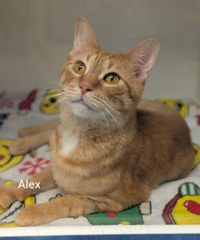 Alex -  Domestic Short Hair Cat for Adoption in Flint, Michigan - Alex | PetCurious