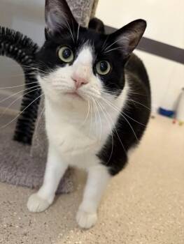 Rescue Domestic Short Hair Cats for Adoption in Winona, Minnesota - Loaf | PetCurious