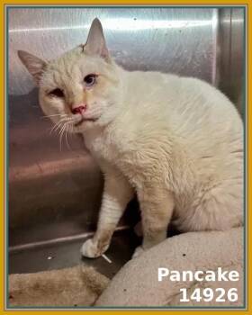 Rescue Domestic Short Hair Cats for Adoption in Marietta, Georgia - PANCAKE (see Also MUFFIN And BAGEL) | PetCurious