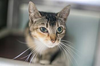Domestic Short Hair Cats Available for Adoption in Charlotte, North Carolina - JEN | PetCurious