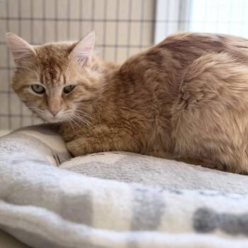 Domestic Medium Hair Cats Available for Adoption in Medford, Oregon - Goliath | PetCurious