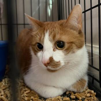 Domestic Short Hair Cats Available for Adoption in Cumming, Georgia - Nacho Cheese | PetCurious