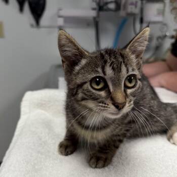 Samantha -  Domestic Short Hair Cat for Adoption in Owosso, Michigan - Samantha | PetCurious