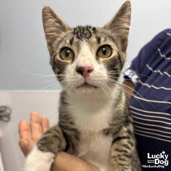 Zeb -  Domestic Short Hair Cat for Adoption in Washington, District Of Columbia - Zeb | PetCurious
