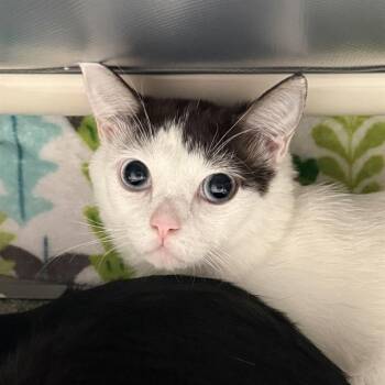 Domestic Short Hair Cats Available for Adoption - TINY TIM | PetCurious