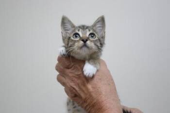 Shrimp -  Domestic Short Hair Cat for Adoption in Brunswick, Georgia - Shrimp | PetCurious