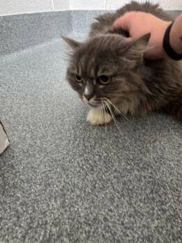 Domestic Long Hair and Domestic Short Hair Cats Available for Adoption in Sevierville, Tennessee - Scarlet | PetCurious
