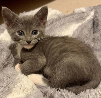 Rescue Domestic Short Hair and Tuxedo Cats for Adoption in Campbell, California - Jagger | PetCurious