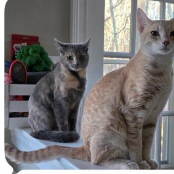 Blush -  Dilute Tortoiseshell Cat for Adoption in Holly Springs, Georgia - Blush | PetCurious