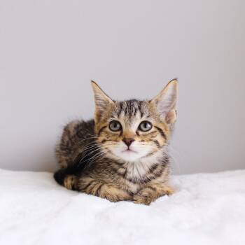 Pop Tart -  Domestic Short Hair Cat Available for Adoption in Wayne, New Jersey - Pop Tart | PetCurious