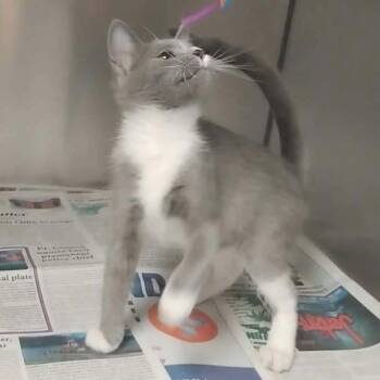 Folk Siblings: Paul -  Domestic Short Hair Cat for Adoption in Washington, District Of Columbia - Folk Siblings: Paul | PetCurious