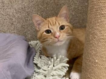 Domestic Short Hair and Tabby Cats Available for Adoption in Mccormick, South Carolina - Cheesy Puff | PetCurious