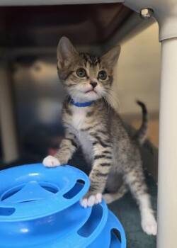Peregrine -  Domestic Short Hair Cat for Adoption in Westland, Michigan - Peregrine | PetCurious