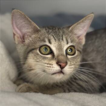 Rescue Domestic Short Hair Cats for Adoption in San Antonio, Texas - Moonstone | PetCurious